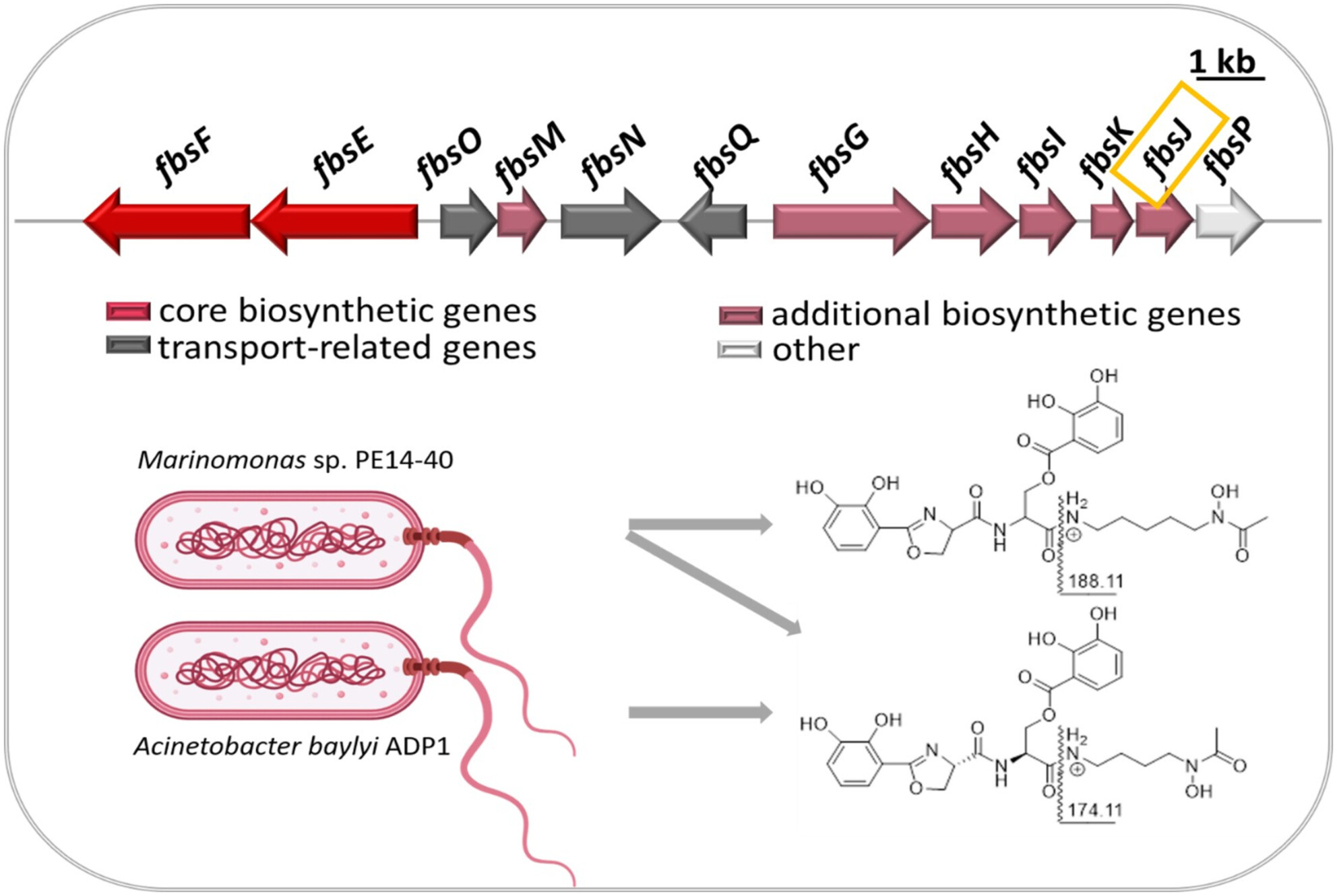 IMBM_Lab_UWC's tweet card. This work provides evidence of a never-been-reported Marinomonas species fimsbactin biosynthesis pathway which produces both the N1-acetyl-N1-hydroxyputrescine- and new N1-acetyl-N1-hydroxycadaveri...