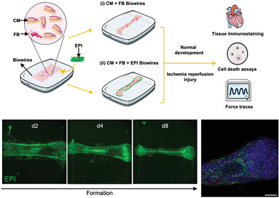 milicaruoft's tweet card. This work presents a novel heart-on-a-chip model that incorporates epicardial cells (EPI) in tissue constructs with myocardial/epicardial localization. EPI cardiac tissues form through a process...