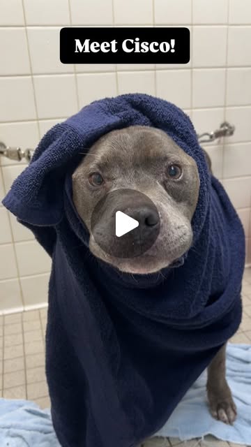 SusanDReynolds's tweet card. Oakland Animal Services (OAS) (@oaklandanimalservices) • Instagram reel