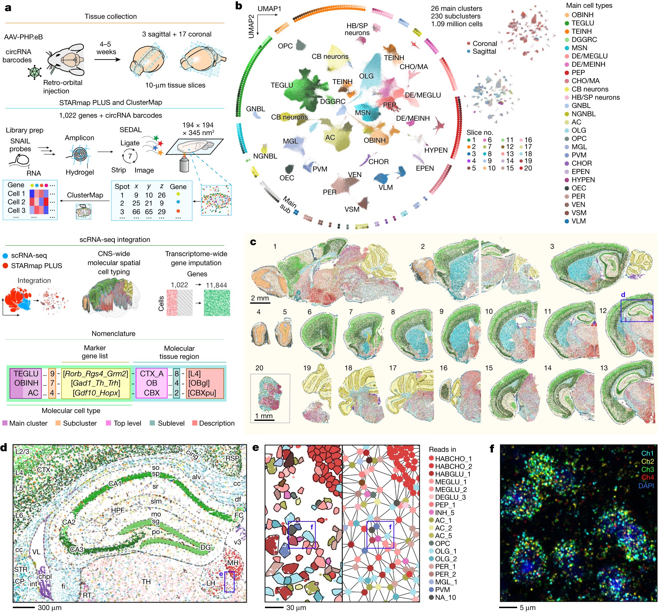 IntiOmics's tweet card. Nature - In situ spatial transcriptomic analysis of more than 1 million cells are used to create a 200-nm-resolution spatial molecular atlas of the adult mouse central nervous system and identify...