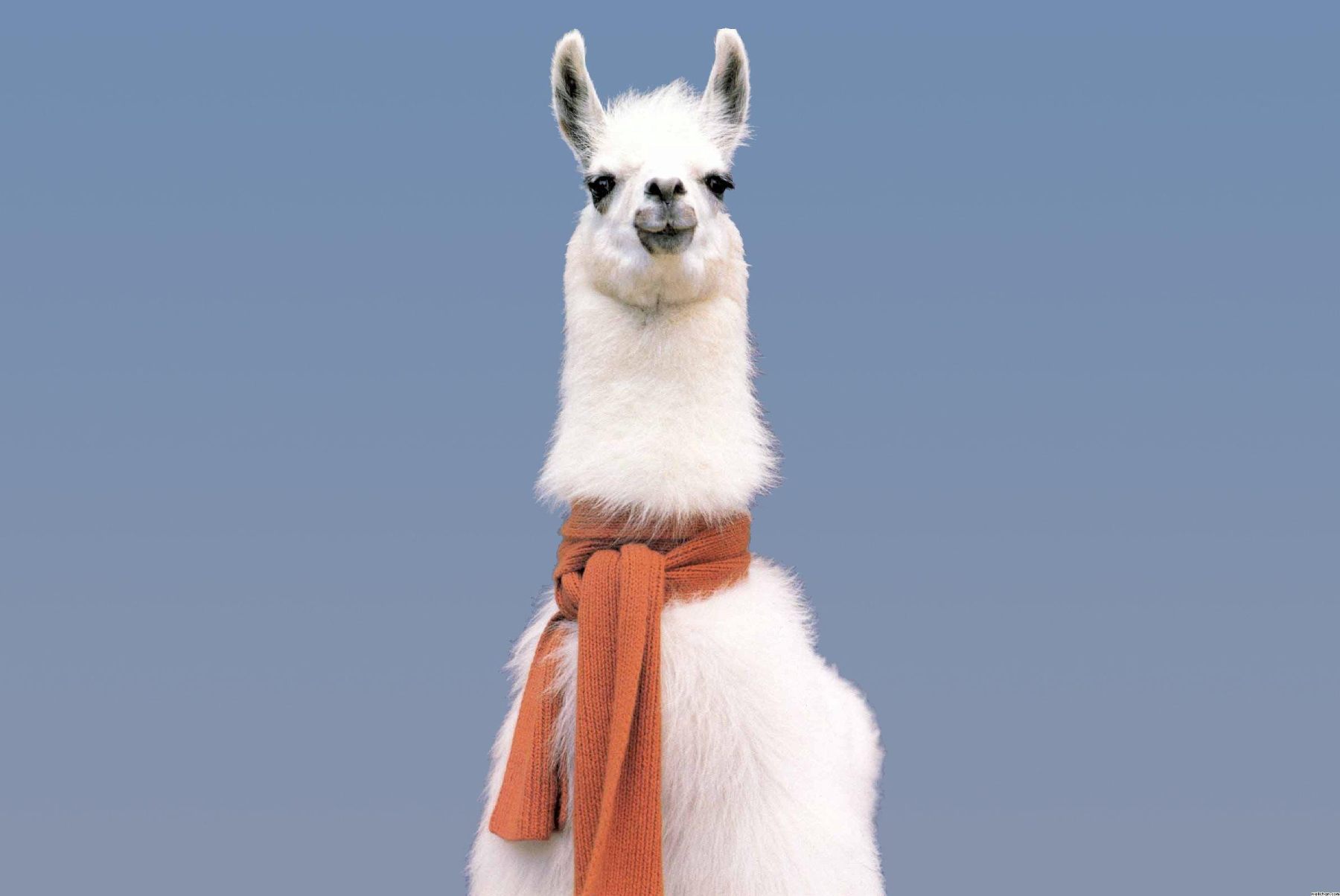 andre_banandre's tweet card. Two years after release, Meta’s 8B model remains the default choice for fine-tuning, raising critical questions about innovation stagnation in open-weight LLMs.