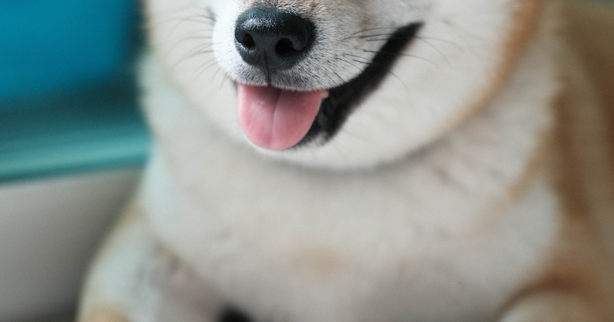 DCryptoshy's tweet card. Dogecoin y XRP llegan a la bolsa de EE.UU. con sus propios ETF. ¿Memecoins en Wall Street? Te explicamos este hito con humor y sarcasmo en CriptoKaizen.