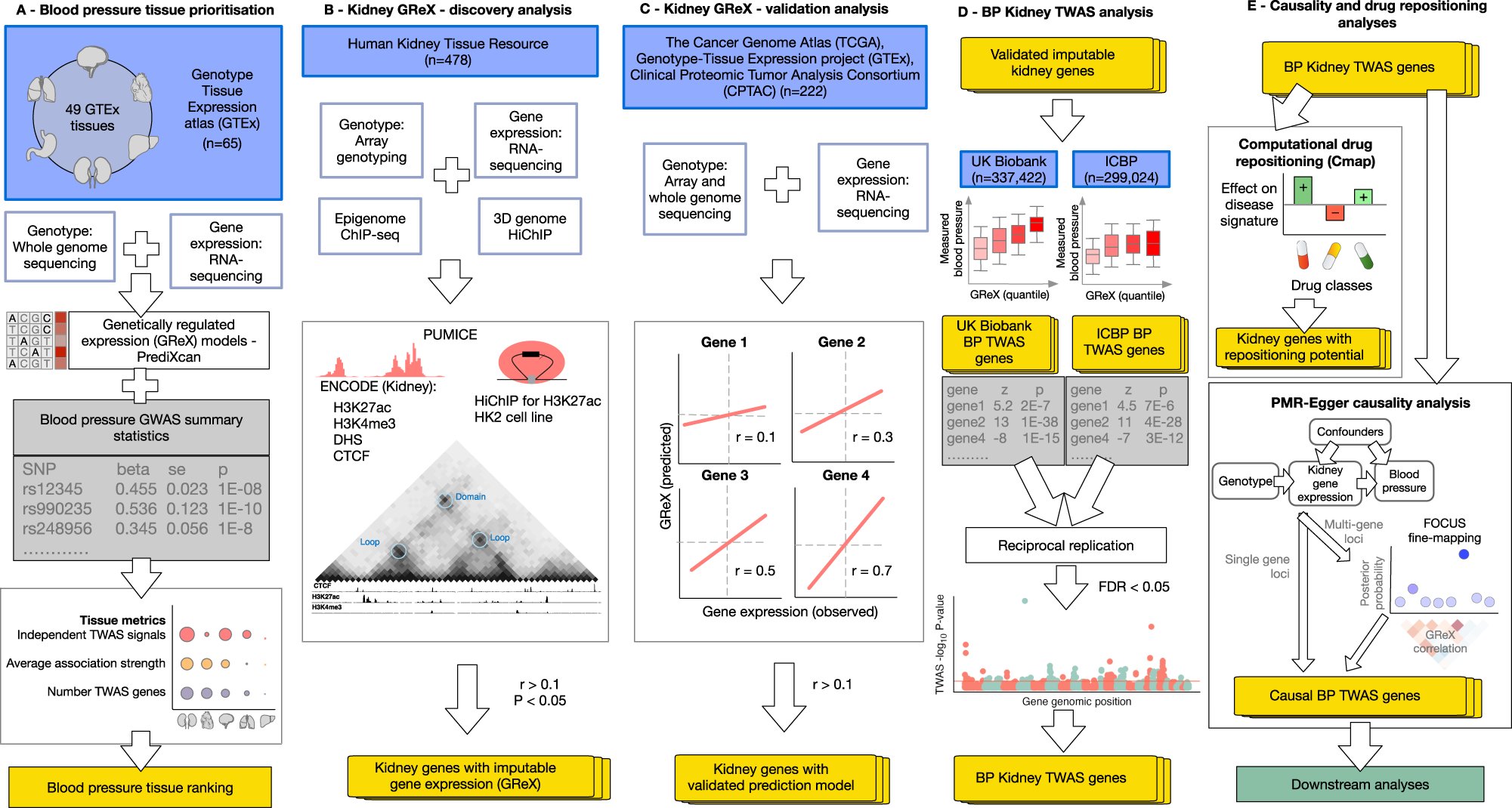 GUTomics's tweet card. Nature Communications - Genetic mechanisms of blood pressure regulation remain poorly defined. Here, the authors perform a kidney multi-omics study to identify 399 kidney effector genes, 11 miRNAs...