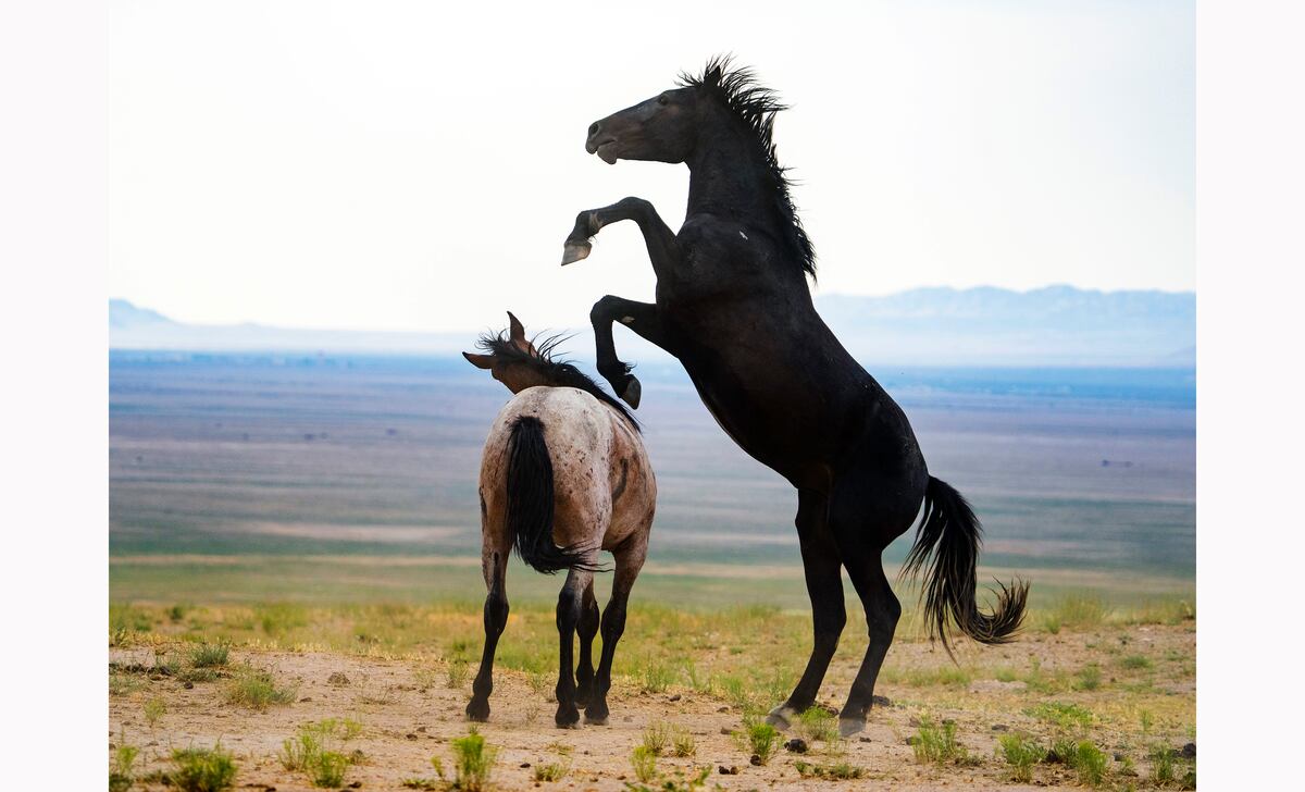 pferal's tweet card. Priscilla Feral writes that the state of Utah shamelessly supports the Bureau of Land Management's plan to drive wild horses from public lands.