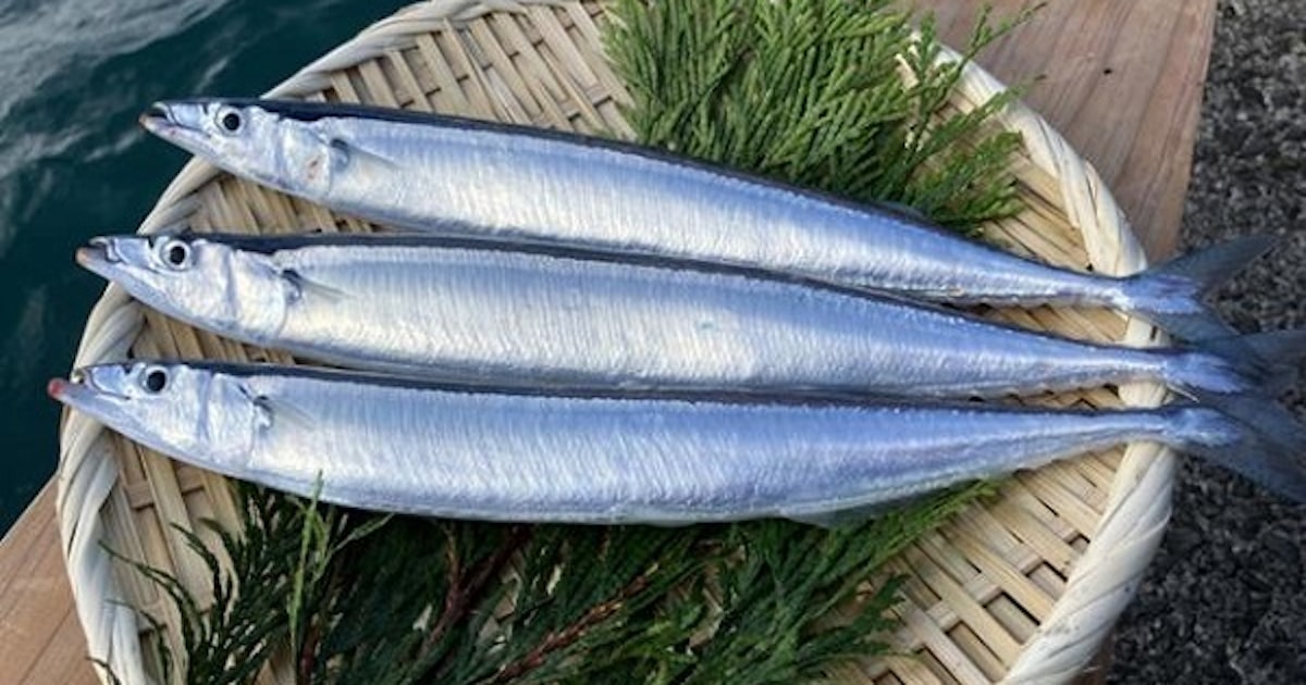 aquamarinestaff's tweet card. 【プレスリリース】発表日:2025年09月09日〜ふくしま海洋科学館との共創によるサステナブルなサンマ養殖に挑戦〜マルハニチロ サンマの事業化レベルの試験養殖に成功マルハニチロ株式会社（本社 : 東京都江東区、代表取締役社長 : 池見 賢）は、養殖研究を行う当社グループの（株）マルハニチロ養殖技術開発センター（本社 : 鹿児島県南さつま市、代表取締役社長 : 桐生 耕造）において、公益財