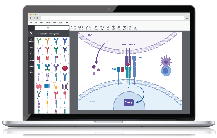 lea_pourchet's tweet card. BioRender is an online tool for creating beautiful, professional science figures in minutes.