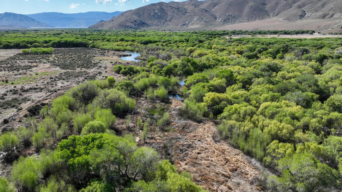latimes's tweet card. Hydrologist Melissa Rohde studies California ecosystems that depend on groundwater. In many areas, declining water levels put habitats at risk of drying up.