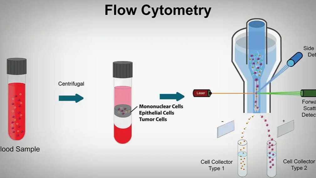 SnehaPatil58004's tweet card. Cell Cytometry Market is projected to expand from $2.8 billion in 2024 to $8 billion by 2034, growing at a CAGR of approximately 11.