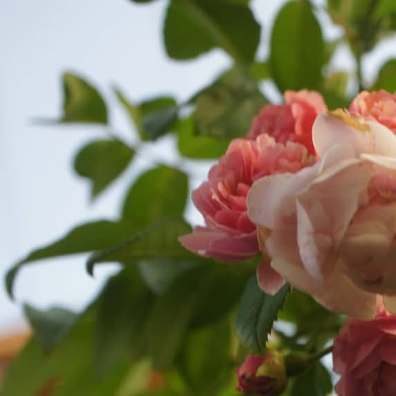 hiyokomama's tweet card. 裏庭 (@hiyoko_hana) • Instagram photos and videos