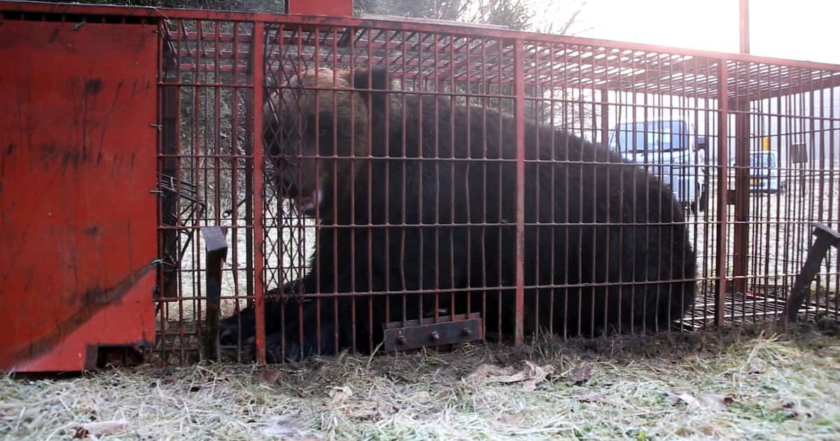 Sankei_news's tweet card. 北海道苫前町で25日、約380キロの雄のヒグマが捕獲、駆除された。町では夏以降、400キロくらいの巨大な個体を複数回確認。牛の飼料デントコーンが食い荒らされる…