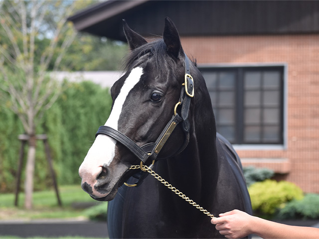netkeiba's tweet card. 　25日、社台スタリオンステーションが2026年度のけい養種牡馬と種付け料を公式ホームページで発表した。　種付け料のトップはイクイノックス、キタサンブラックの2頭で2500万円。ともに前年度から500… No.1競馬情報サイト「netkeiba」の競馬ニュース。