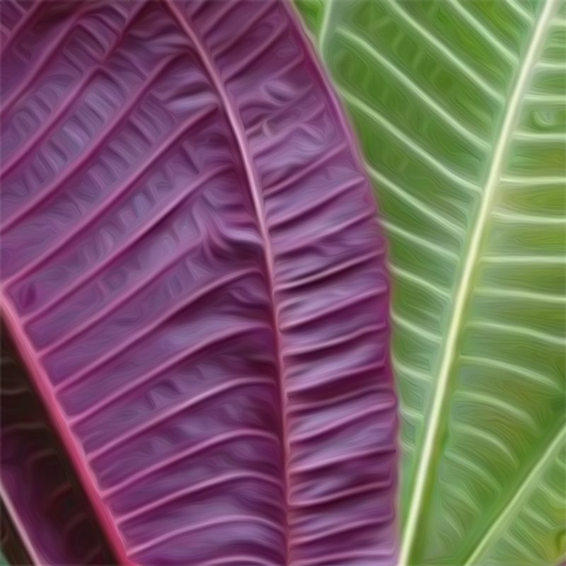 OahuISC's tweet card. Home Page - Oahu Invasive Species Committee (OISC)