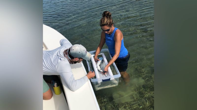 CNN's tweet card. Bonefish off the coast of Florida have tested positive for a cocktail of pharmaceutical drugs, including anti-depressants and blood pressure medications, according to a new study.