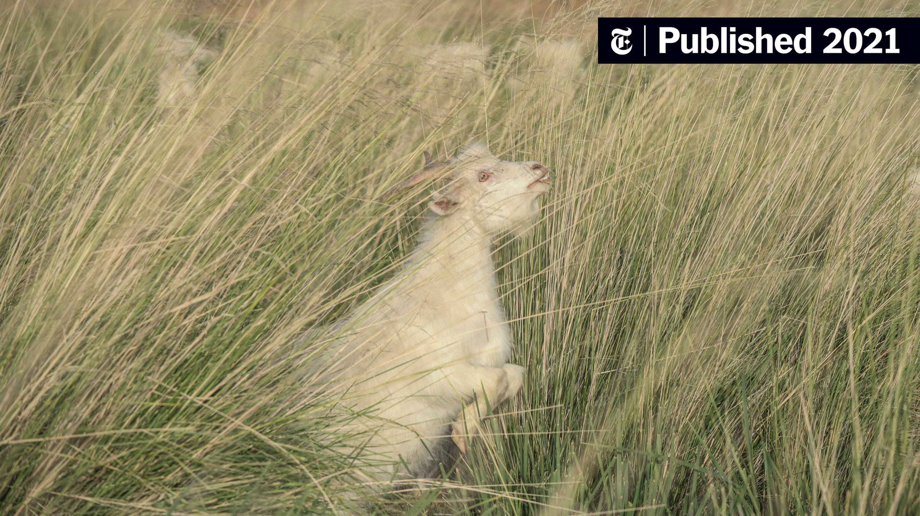 servelearngrow's tweet card. Loro Piana makes some of the world’s most luxurious cashmere. Now you can trace every step of its journey from Mongolia to Madison Avenue.