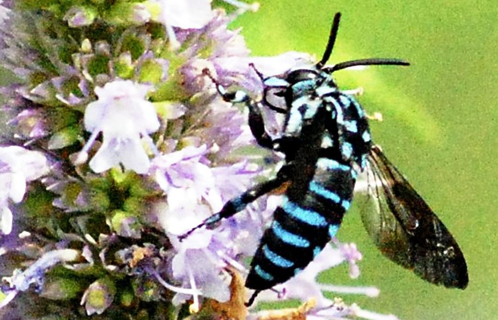 beegeek's tweet card. A botanical garden in Japan near Tokyo has attracted a rare species of bee for three summers.