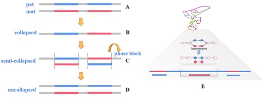 jsantoyo's tweet card. Abstract. High-quality genome chromosome-scale sequences provide an important basis for genomics downstream analysis, especially the construction of haplot