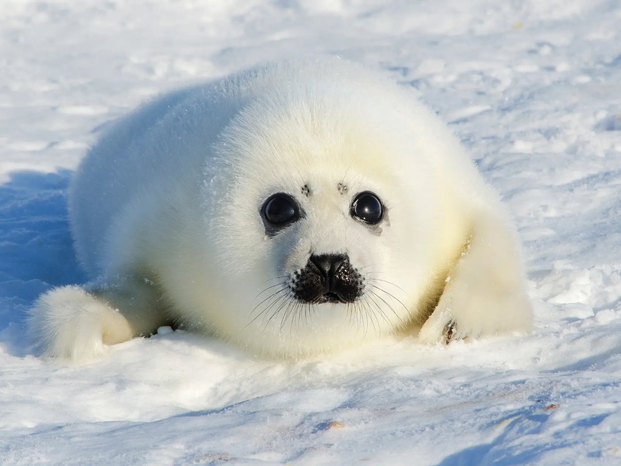 ActisAndres's tweet card. Yes, this grim roll call of vanished species comes with a side serving of climate chaos and human meddling.