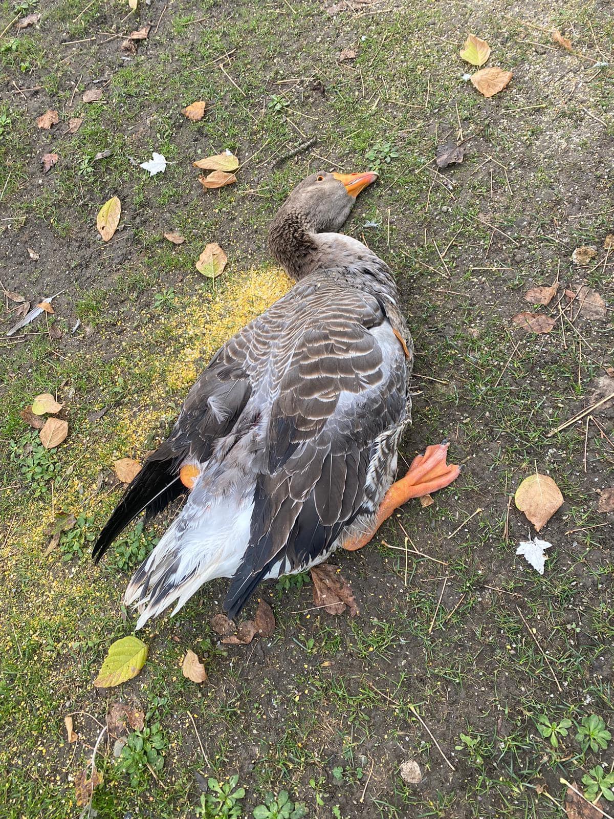 enpaonlus's tweet card. Montecchio Emilia: sette i volatili trovati morti. Il titolare: «Solo poche settimane fa avevamo allontanato dei cacciatori che si erano introdotti armati nella proprietà»