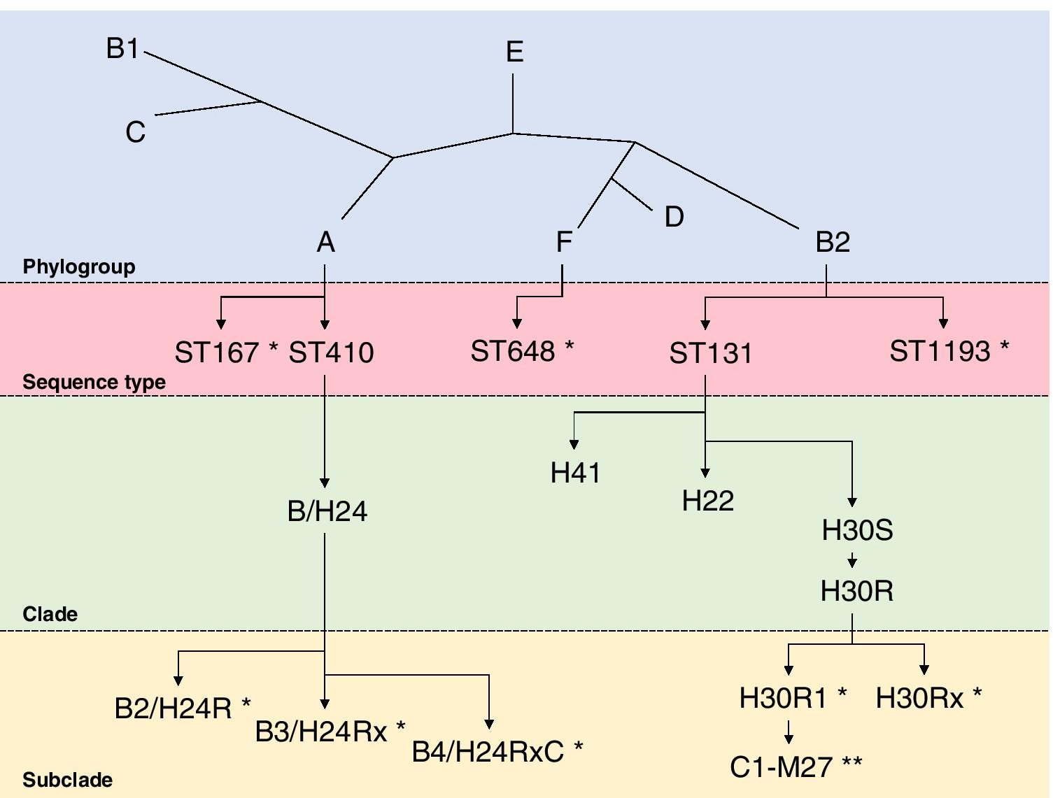 LillyCummins_'s tweet card. European Journal of Clinical Microbiology & Infectious Diseases - The Escherichia coli species exhibits a vast array of variable lifestyles, including environmental, commensal, and pathogenic...