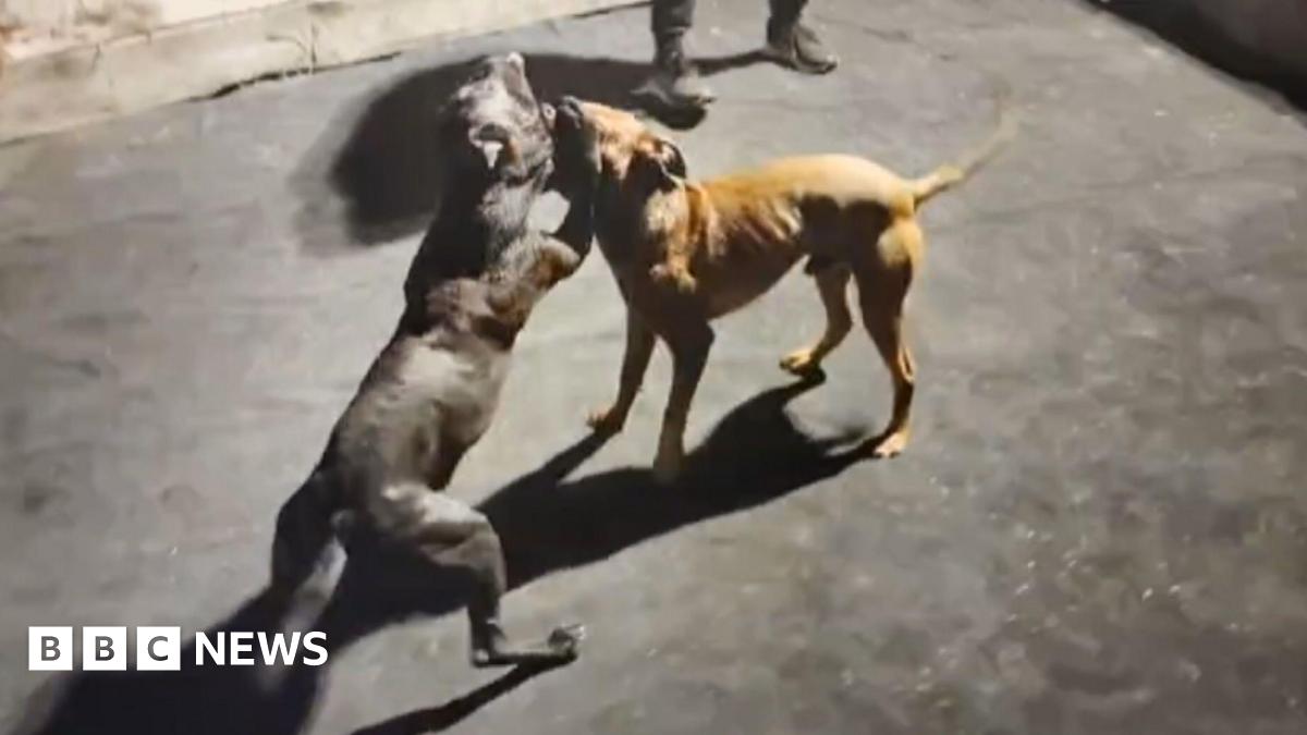 BBCNewsNI's tweet card. BBC Spotlight went undercover to expose a secret network of international dog fighters.