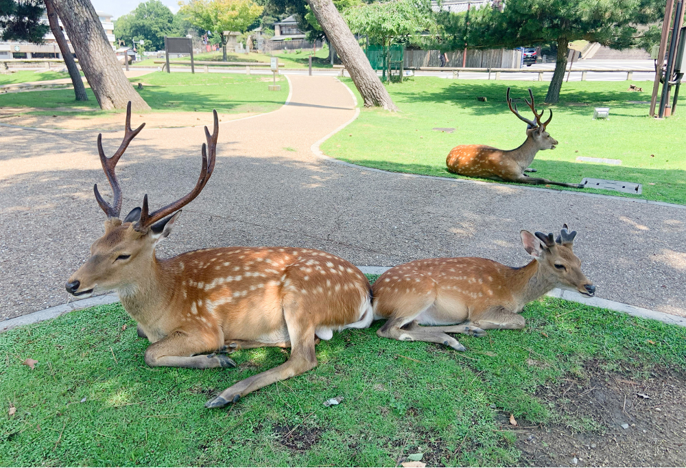 shiro9ma_design's tweet card. 今回取材するのはフリーランスWebデザイナーとして活躍されている筒井さん。筒井さんは一児の母で子育てをしながら学び続け、未経験からフリーランスとなり、今では家で仕事と育児を両立されている。限られた時間の中で工夫した学習ス...