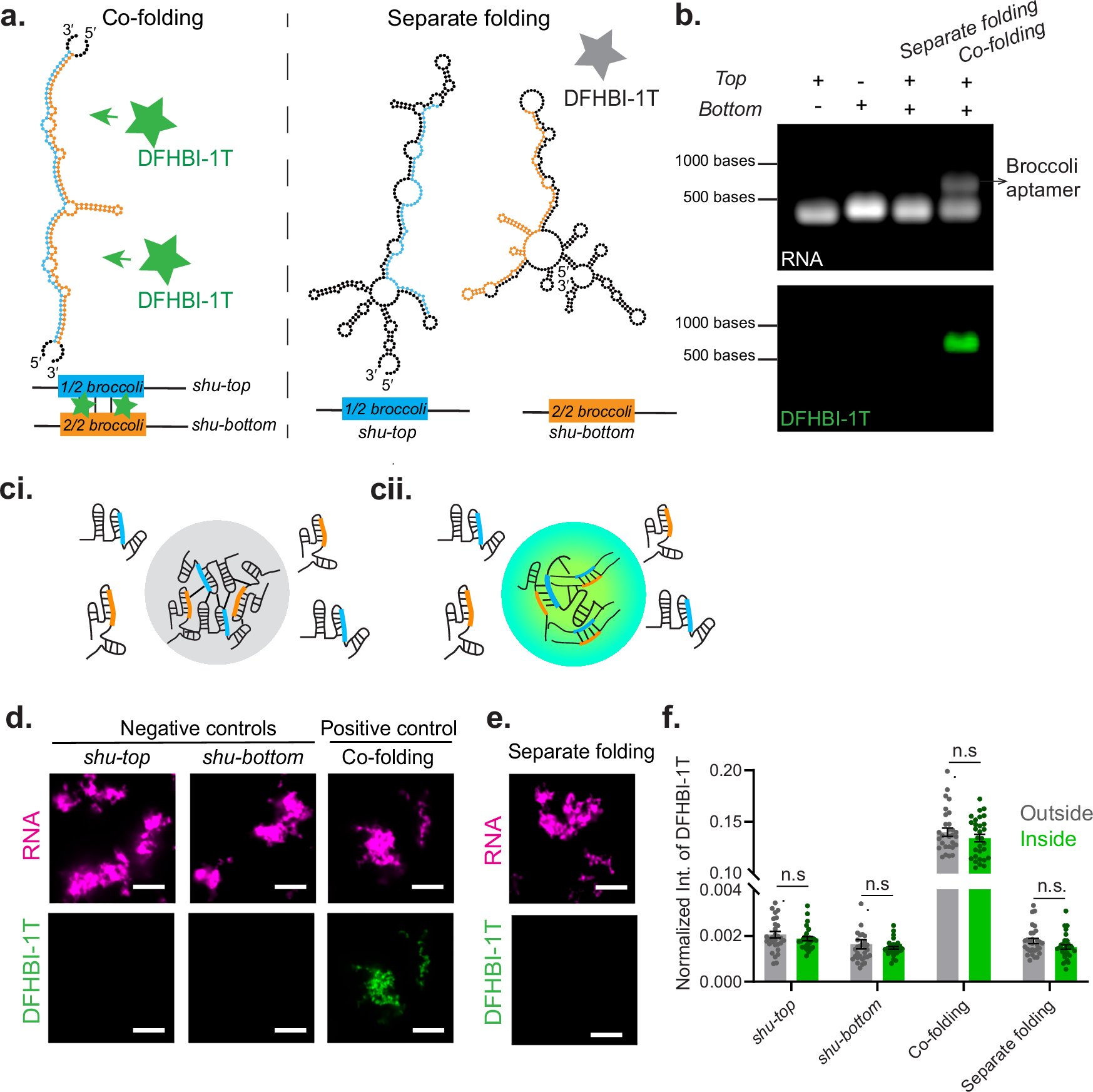 tienhung_91's tweet card. Nature Communications - Tian et al. show that RNA folding limits extensive base pairing among mRNAs in Drosophila germ granules. Instead, mRNAs interact via scattered bases exposed on the surface...