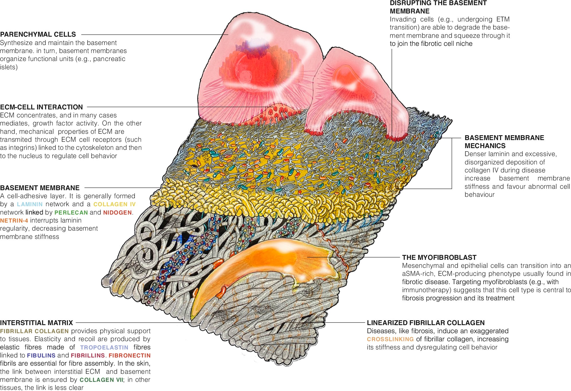 BagOfNeurons's tweet card. npj Metabolic Health and Disease - ECM formation and degradation during fibrosis, repair, and regeneration