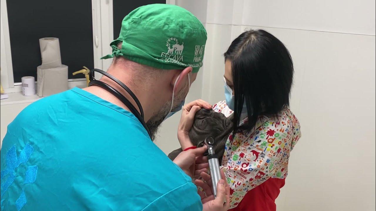 ProjectsAndrew's tweet card. PET STUFF Consult Bulldog Francez