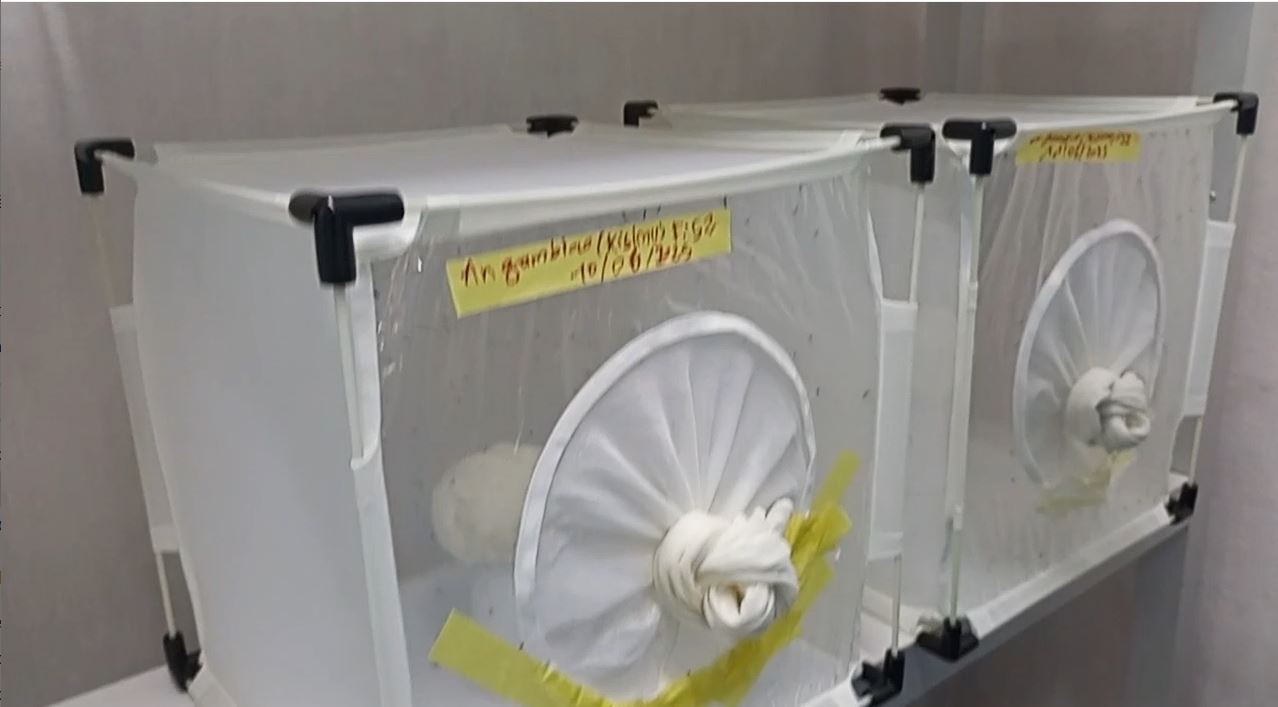 scidevafrique's tweet card. Pleins feux sur le tests que doivent passer les moustiquaires au Centre suisse de recherche scientifique en Côte d’Ivoire (CSRS) avant leur homologation par l’OMS.