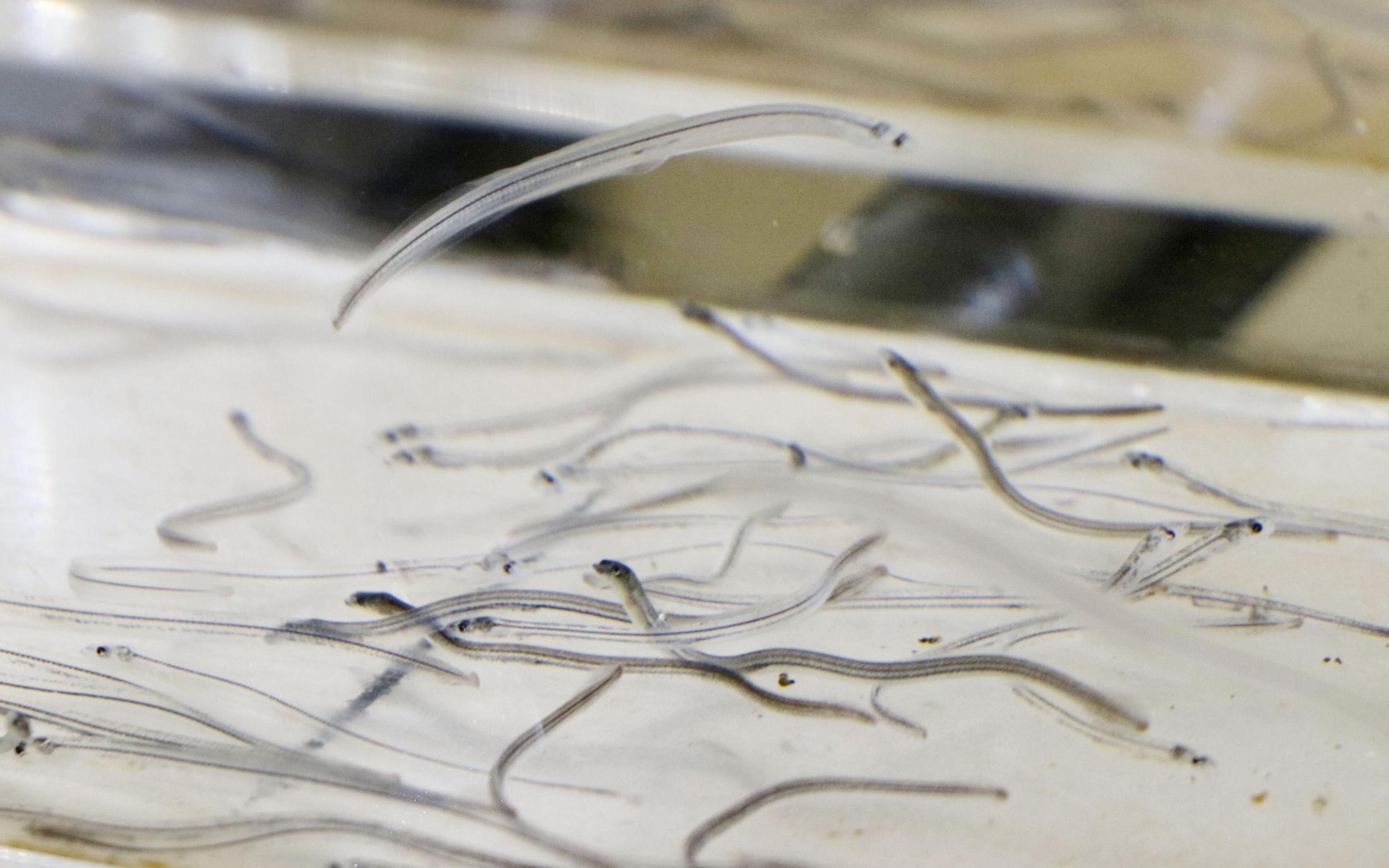 TaigaYodo's tweet card. 　【サマルカンド共同】水産庁はニホンウナギの稚魚のシラスウナギについて、事業者に取引記録の作成や保存を12月から義務付ける。取引を透明化し、密漁や不正な売買の阻止につなげる。ウズベキスタンで開催中の