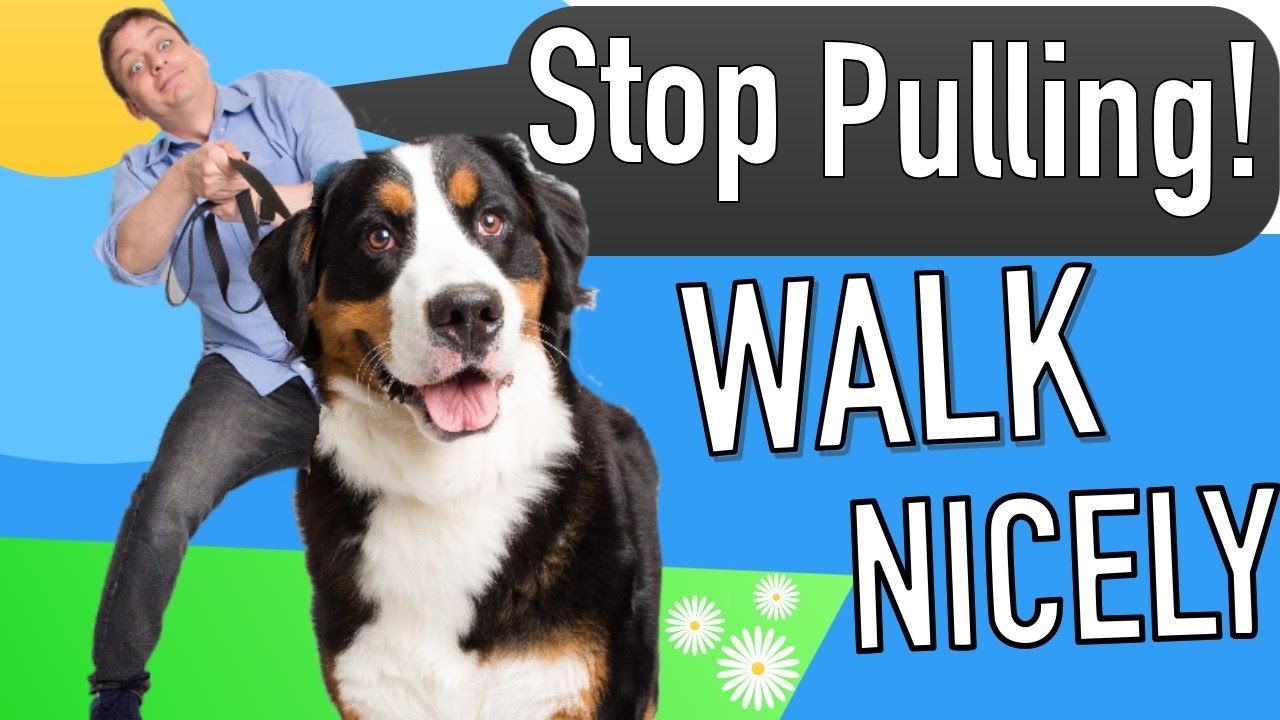 WebMaxMobile's tweet card. How to Teach your Dog to Walk on Leash without Pulling!