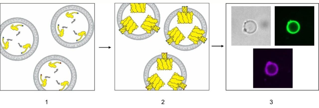 physorg_com's tweet card. In a new Nature Communications study, scientists have developed a novel method for artificial cells to interact with their external environment without the need for complex modification processes.
