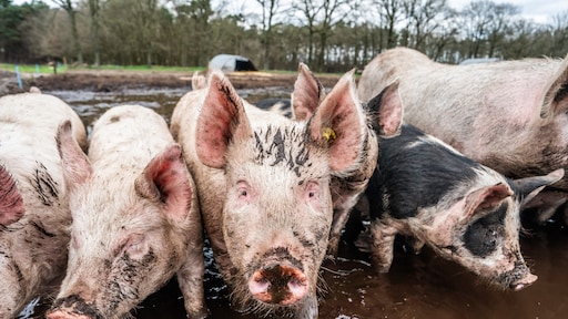 RTLnieuws's tweet card. Het is onzeker of het verbod op het gebruik van stroomstootapparatuur op vee per 1 januari doorgaat, ondanks de nadrukkelijke eis van de Tweede Kamer. Landbouwminister Wiersma (BBB) heeft de knoop...