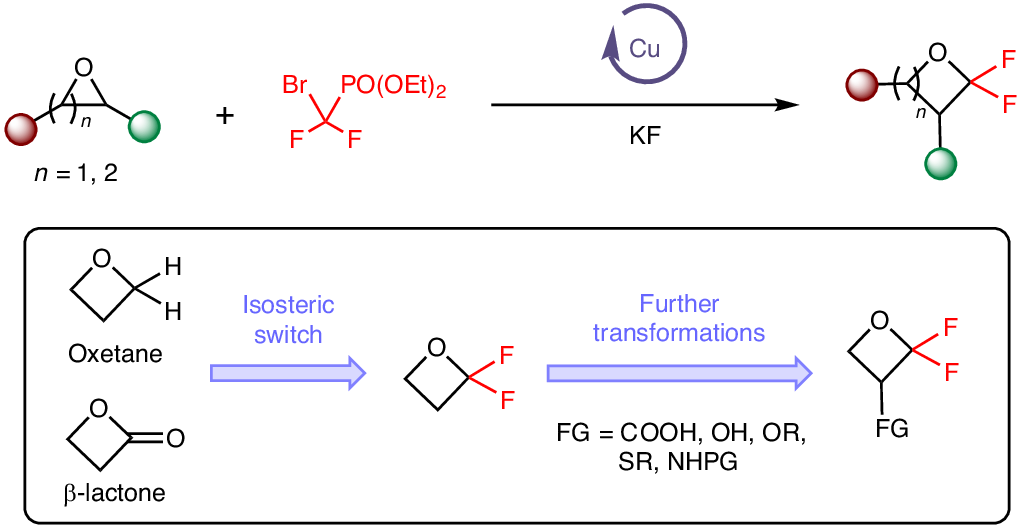 MJKoh87's tweet card. Nature Chemistry - Catalytic methods to introduce fluorine into the backbone of small-ring heterocycles are challenging due to the problems of strain-induced ring cleavage and defluorination. Now,...