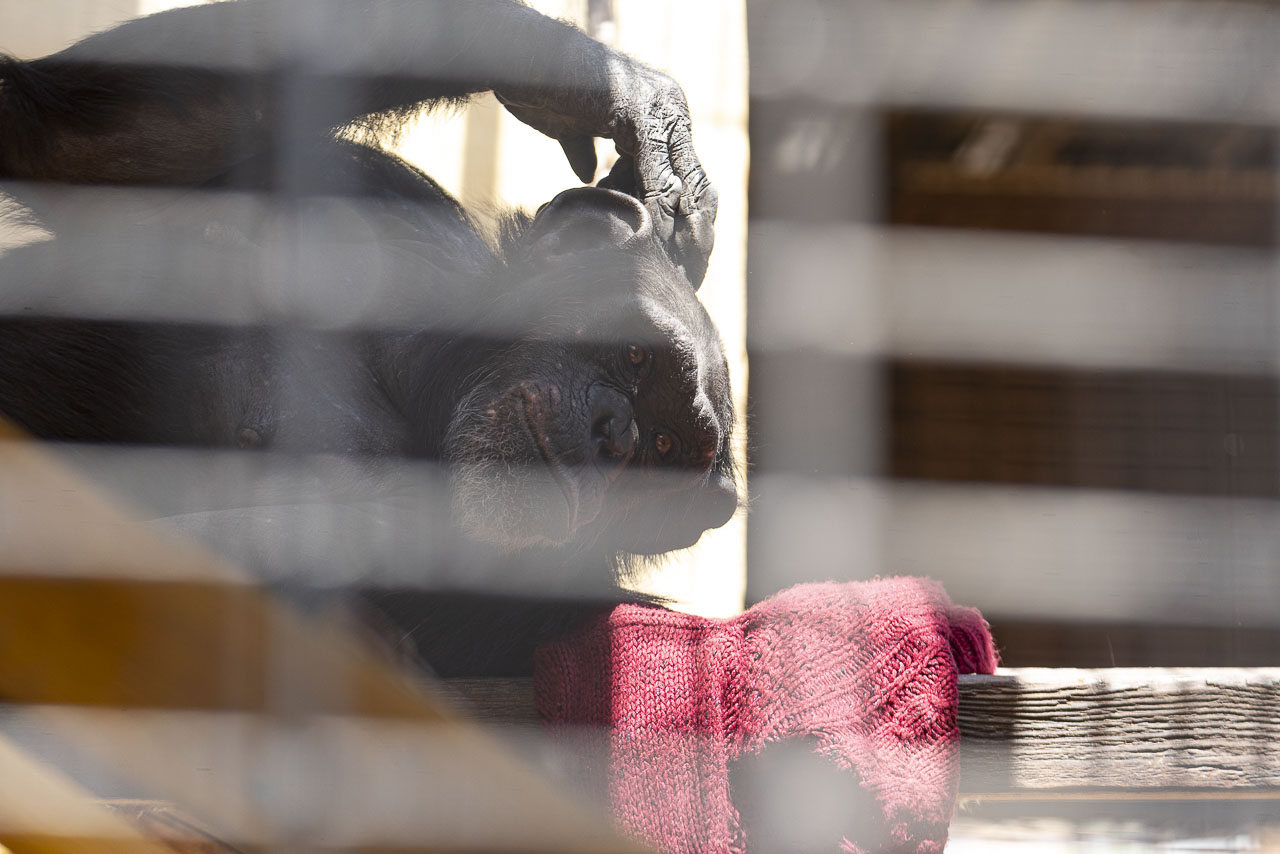 paulaGlezC's tweet card. Tras reunirse con varias asociaciones este lunes, el Ministerio de Derechos Sociales, Consumo y Agenda 2030 anuncia que trabaja en el texto definitivo de la primera ley de grandes simios del mundo.