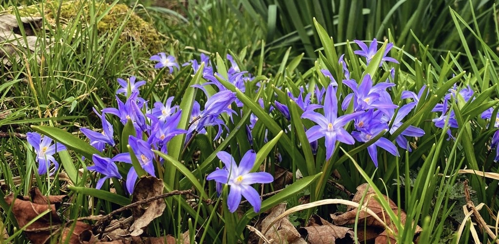 AilishSinclair's tweet card. Scottish author Ailish Sinclair shares spring photos of purple and yellow flowers along with news of her latest book series.