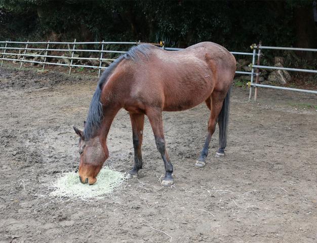 netkeiba's tweet card. 　「負け組の星」として平成の競馬史に名を残したハルウララが死亡したことが9日、分かった。29歳だった。引退馬協会が公式サイトを通じて伝えた。　引退馬協会のサイトで「悲しいお知らせです。本日9月9日午前… No.1競馬情報サイト「netkeiba」の競馬ニュース。