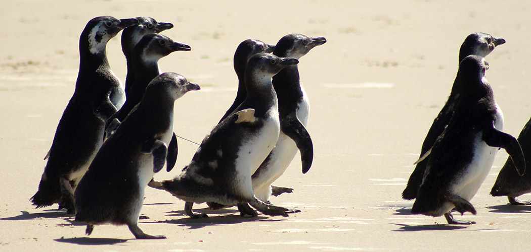 TVBomDiaSC's tweet card. Os pinguins encalharam em praias de SC, após longa jornada partindo da Patagônia Argentina em busca de alimento durante o inverno