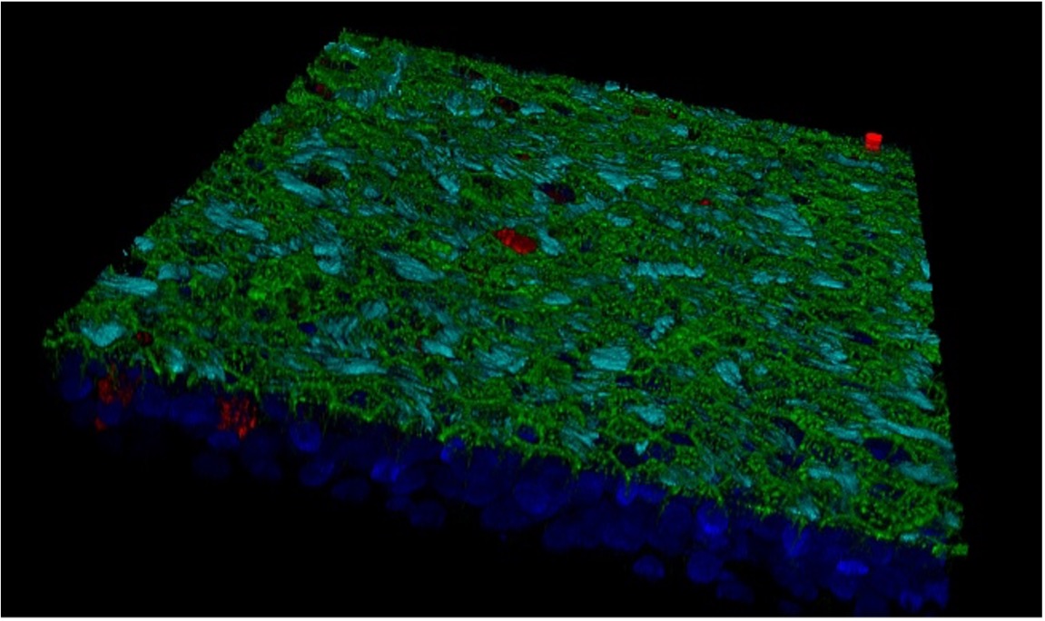 CBM_CSIC_UAM's tweet card. La colaboración de cuatro equipos científicos del Consejo Superior de Investigaciones Científicas (CSIC), liderados por el bioquímico Eduardo Rial, del Centro de Investigaciones Biológicas Margarita...