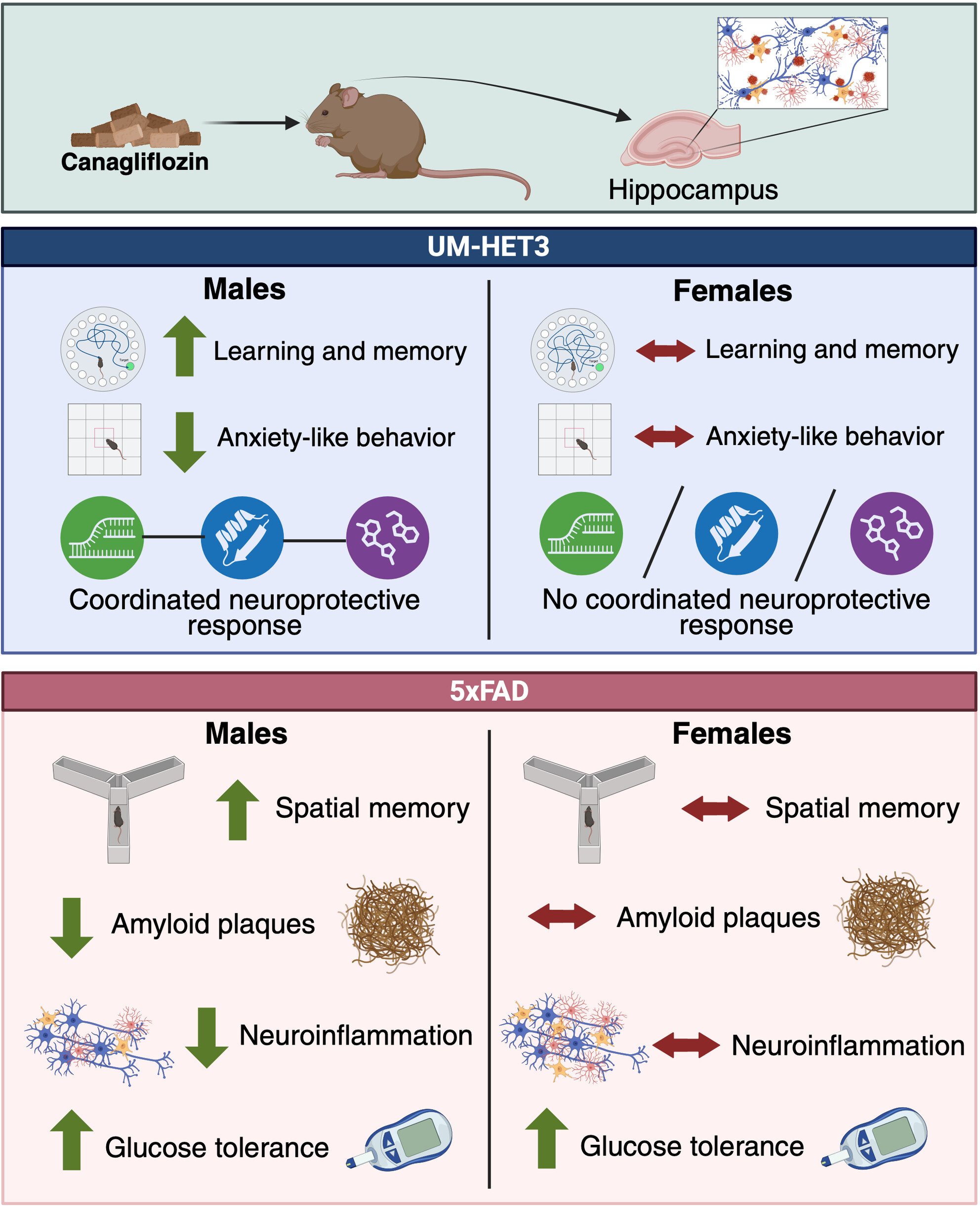 sadagurski's tweet card. Canagliflozin enhances hippocampal function, reduces Aβ pathology, and improves cognitive function in male mice, while females show limited benefits, revealing sex-specific neuroprotective responses...