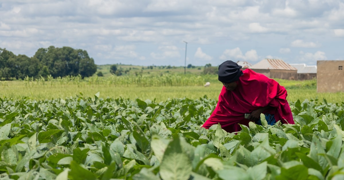 Solidarites_Int's tweet card. Au Nigéria, l'insécurité pousse les familles à fuir leur foyer. Sans sources de revenus et sans possibilité d’accès à leurs champs, la faim s’installe durablement chez ces personnes déplacées.