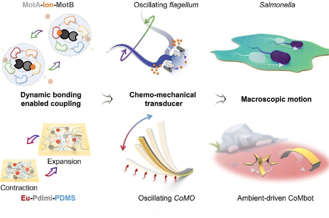 TechXplore_com's tweet card. A warm hand is enough to drive motion in tiny Salmonella-inspired robots that harness molecular-level dynamic bonding.