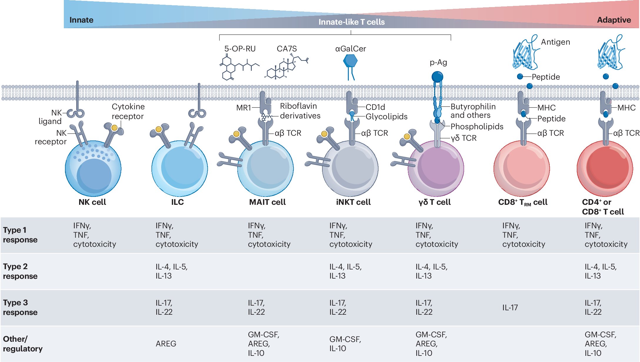 NatRevImmunol's tweet card. Nature Reviews Immunology - Functional and metabolic properties of innate-like T cells — namely, iNKT cells, MAIT cells and some γδ T cells — differ from those of conventional...