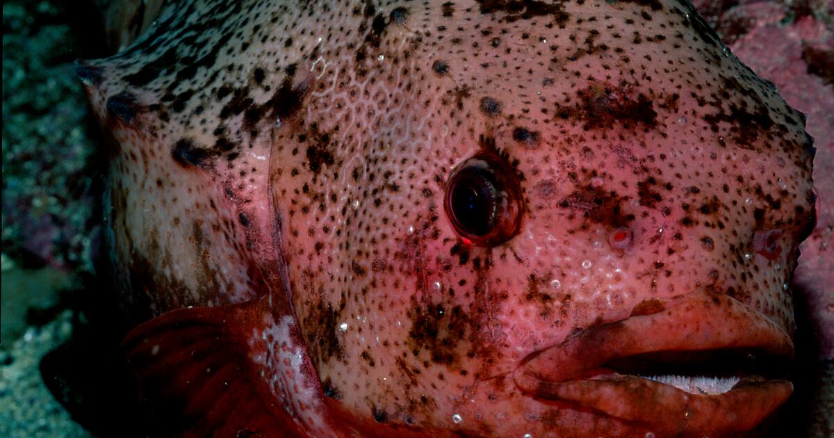 libe's tweet card. Dans un roman réjouissant qui dézingue le greenwashing, le Britannique Ned Beauman prend la défense des espèces condamnées avec un grand talent de satiriste.