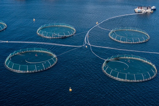 CodeXverde's tweet card. “Los gremios empresariales se han agrupado bajo un falso discurso que culpa a las leyes ambientales del estancamiento económico"