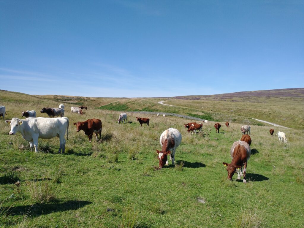 PastureForLife's tweet card. About the programme Continuing the momentum of the last two and a half years, Pasture for Life is delighted to have been awarded Farming in Protected Landscapes (FiPL) funding from five areas in the...