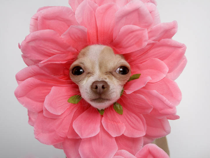 MerriamWebster's tweet card. Yes, there is a difference