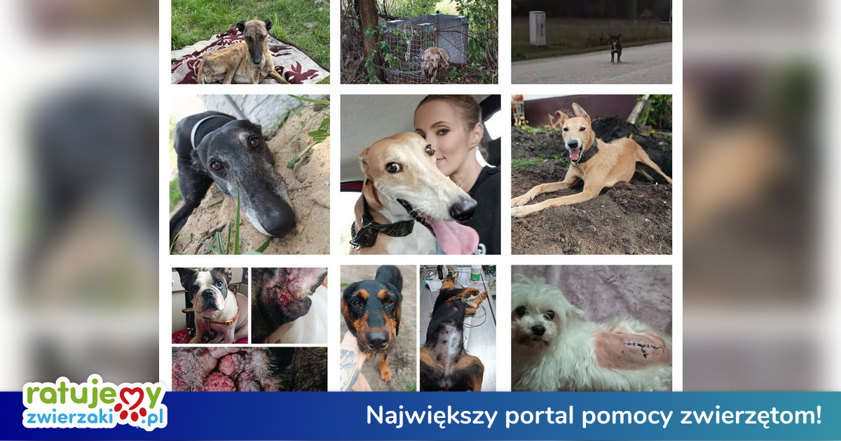 b00thillwife's tweet card. Cześć wszystkim . Może coś o sobie i o tym co robię bo nie każdy mnie zna  Mam na imię Żaneta zajmuje się zwierzakami już ponad 10 lat .  Te psy to cały mój świat i wokół tego światu kręci się całe...