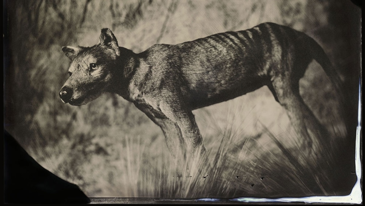 dabeard's tweet card. In today’s newsletter, we discover scientists’ hope to restore a species lost in the 1930s, report that 40 million Americans are preparing to ‘take’ much less water from the depleted Colorado River …...