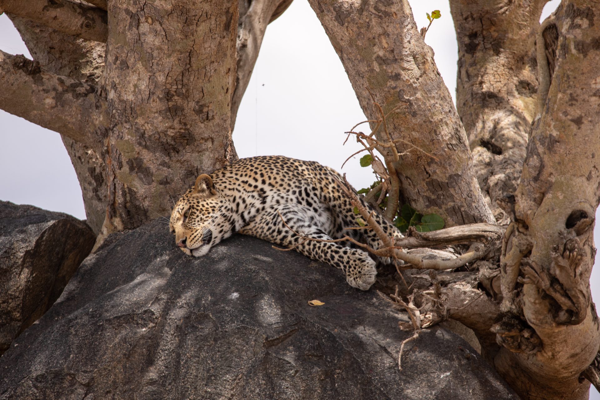 Hobletsonthego's tweet card. The Serengeti is one of the most famous parks in Africa and is synonymous with wildlife and classic African scenery. It is Tanzania's oldest park and a Unesco World Heritage Site. It is home to the...